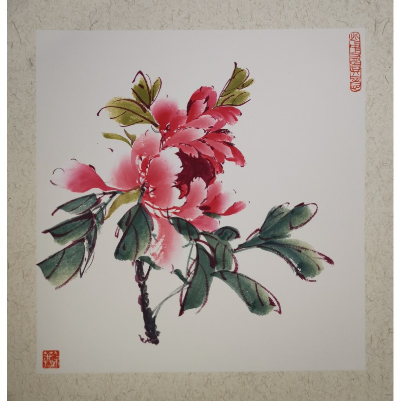 Pivoine rouge 3 Pivoine rouge 3